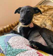EMMA, Hund, Mischlingshund in Spanien - Bild 5