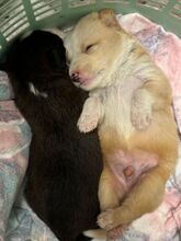 ORLANDO, Hund, Mischlingshund in Rumänien - Bild 1