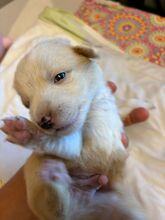 ORLANDO, Hund, Mischlingshund in Rumänien - Bild 2