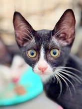 DUNE, Katze, Europäisch Kurzhaar in Zypern - Bild 1