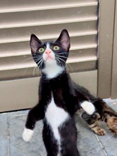 DUNE, Katze, Europäisch Kurzhaar in Zypern - Bild 2