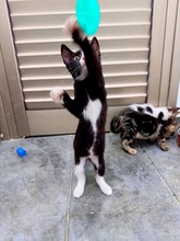 DUNE, Katze, Europäisch Kurzhaar in Zypern - Bild 3