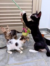 DUNE, Katze, Europäisch Kurzhaar in Zypern - Bild 4