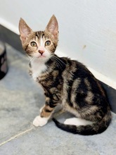 PIHA, Katze, Europäisch Kurzhaar in Zypern - Bild 1