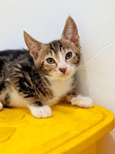 PIHA, Katze, Europäisch Kurzhaar in Zypern - Bild 3