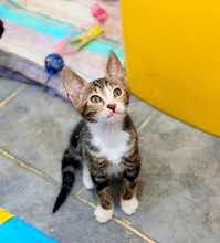 PIHA, Katze, Europäisch Kurzhaar in Zypern - Bild 4