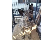 GODJA, Hund, Mischlingshund in Rumänien - Bild 1