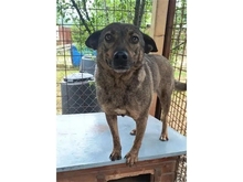GODJA, Hund, Mischlingshund in Rumänien - Bild 2