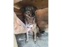 GODJA, Hund, Mischlingshund in Rumänien - Bild 3