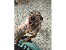 GODJA, Hund, Mischlingshund in Rumänien - Bild 4