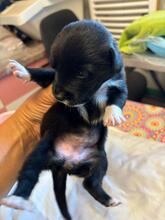 ONLY, Hund, Mischlingshund in Belgien - Bild 1