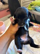 ONLY, Hund, Mischlingshund in Belgien - Bild 2