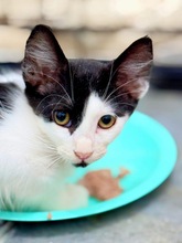 ISLA, Katze, Europäisch Kurzhaar in Zypern - Bild 2
