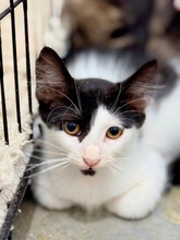 ISLA, Katze, Europäisch Kurzhaar in Zypern - Bild 3