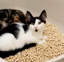 ISLA, Katze, Europäisch Kurzhaar in Zypern - Bild 4