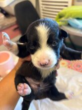 ONYX, Hund, Mischlingshund in Rumänien - Bild 1