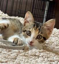 GRETEL, Katze, Europäisch Kurzhaar in Zypern - Bild 1