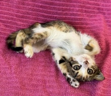 GRETEL, Katze, Europäisch Kurzhaar in Zypern - Bild 2