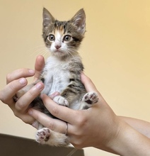 GRETEL, Katze, Europäisch Kurzhaar in Zypern - Bild 3