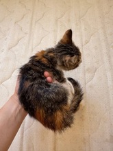 GRETEL, Katze, Europäisch Kurzhaar in Zypern - Bild 4
