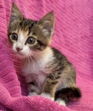 GRETEL, Katze, Europäisch Kurzhaar in Zypern - Bild 5
