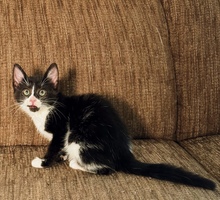 LUIZA, Katze, Europäisch Kurzhaar in Zypern - Bild 3