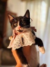 LUIZA, Katze, Europäisch Kurzhaar in Zypern - Bild 4