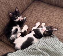 LUIZA, Katze, Europäisch Kurzhaar in Zypern - Bild 5