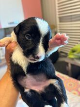 ODINA, Hund, Mischlingshund in Rumänien - Bild 2