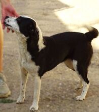 CONNIE2, Hund, Mischlingshund in Rumänien - Bild 3