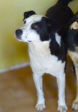 CONNIE2, Hund, Mischlingshund in Rumänien - Bild 4