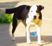 CONNIE2, Hund, Mischlingshund in Rumänien - Bild 5