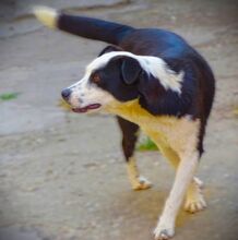 CONNIE2, Hund, Mischlingshund in Rumänien - Bild 6