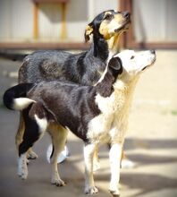 CONNIE2, Hund, Mischlingshund in Rumänien - Bild 8