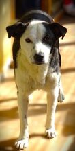 CONNIE2, Hund, Mischlingshund in Rumänien - Bild 9