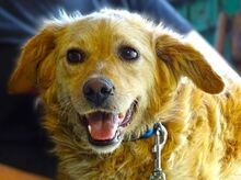 LOLA2, Hund, Mischlingshund in Rumänien - Bild 1