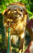 LOLA2, Hund, Mischlingshund in Rumänien - Bild 4