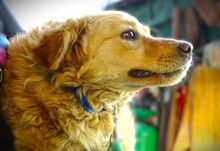 LOLA2, Hund, Mischlingshund in Rumänien - Bild 5