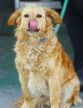 LOLA2, Hund, Mischlingshund in Rumänien - Bild 6