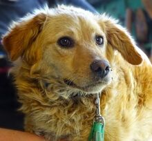 LOLA2, Hund, Mischlingshund in Rumänien - Bild 7
