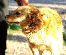 LOLA2, Hund, Mischlingshund in Rumänien - Bild 9