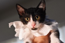 JUAN, Katze, Europäisch Kurzhaar in Zypern - Bild 3