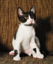 JUAN, Katze, Europäisch Kurzhaar in Zypern - Bild 4