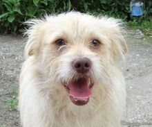 PABLO2, Hund, Mischlingshund in Rumänien - Bild 1