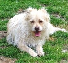 PABLO2, Hund, Mischlingshund in Rumänien - Bild 2