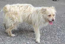 PABLO2, Hund, Mischlingshund in Rumänien - Bild 3
