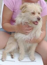 PABLO2, Hund, Mischlingshund in Rumänien - Bild 4