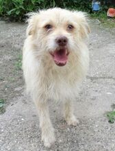 PABLO2, Hund, Mischlingshund in Rumänien - Bild 5
