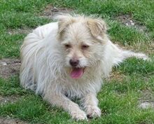 PABLO2, Hund, Mischlingshund in Rumänien - Bild 6