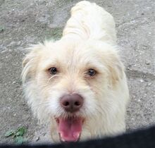 PABLO2, Hund, Mischlingshund in Rumänien - Bild 7